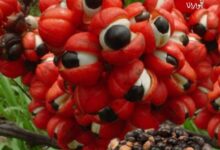 حبوب الغوارانا Guarana فوائد واضرار حبوب الغوارانا Guarana فوائد واضرار