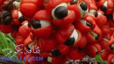 حبوب الغوارانا Guarana فوائد واضرار