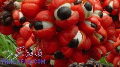 صورة حبوب الغوارانا Guarana فوائد واضرار