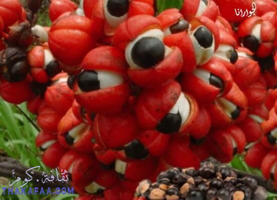 حبوب الغوارانا Guarana فوائد واضرار حبوب الغوارانا Guarana فوائد واضرار