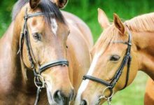 نشاة ومواصفات الخيل نشاة ومواصفات الخيل