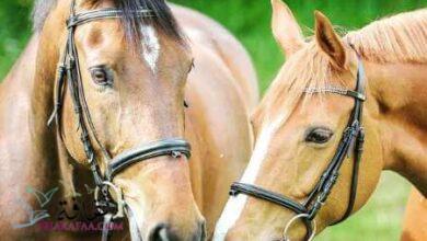 نشاة ومواصفات الخيل نشاة ومواصفات الخيل