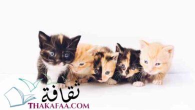 صورة احدث و اجمل اسماء قطط اناث روعة