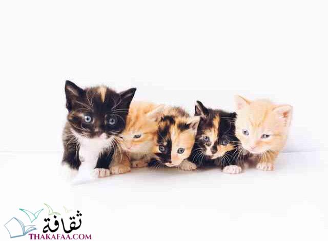 احدث و اجمل اسماء قطط اناث روعة مميزة احدث و اجمل اسماء قطط اناث روعة مميزة