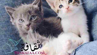 احدث اسماء قطط عربية 2023 ومعانيها