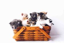 اروع اسماء قطط اناث و ذكور اروع اسماء قطط اناث و ذكور