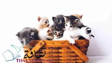 اروع اسماء قطط اناث و ذكور