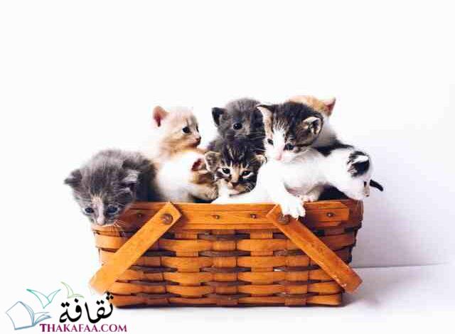 اروع اسماء قطط اناث و ذكور اروع اسماء قطط اناث و ذكور