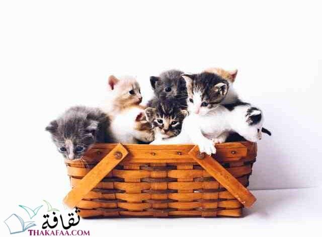 اروع اسماء قطط اناث و ذكور اروع اسماء قطط اناث و ذكور