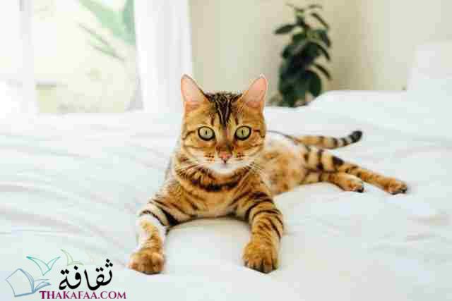 اروع اسماء قطط عربية ومعانيها -موقع ثقافة.كوم