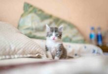 احدث اسماء قطط ذكور سهلة و جديدة 2023 male cats name احدث اسماء قطط ذكور سهلة و جديدة 2023 male cats name