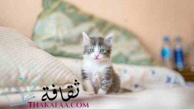 احدث اسماء قطط ذكور سهلة و جديدة 2023 male cats name احدث اسماء قطط ذكور سهلة و جديدة 2023 male cats name