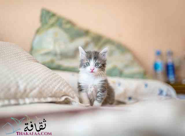 احدث اسماء قطط ذكور سهلة و جديدة 2023 male cats name احدث اسماء قطط ذكور سهلة و جديدة 2023 male cats name