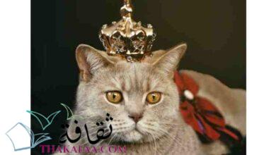 صورة اجمل اسماء قطط ملكية اناث و ذكور 2022