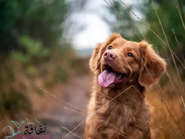 افضل اسماء كلاب ذكور موقع ثقافة.كوم