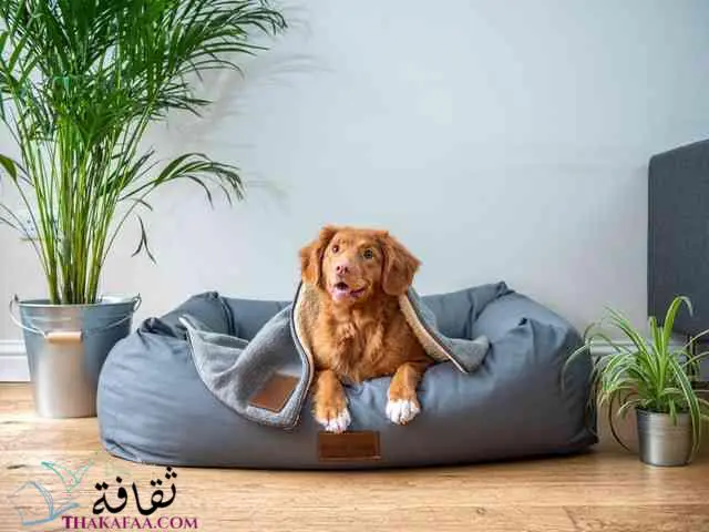 اسماء للكلاب الذكور موقع ثقافة.كوم