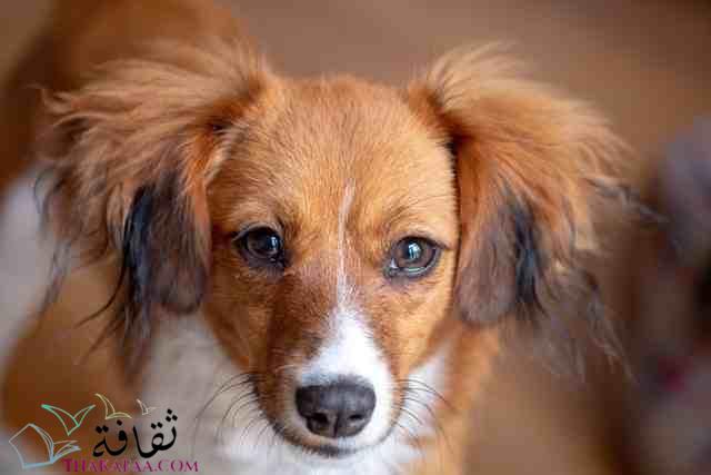 افضل اسماء كلاب اناث جديدة و مميزة 2021 افضل اسماء كلاب اناث جديدة و مميزة 2021