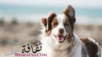 اجمل اسماء كلاب ذكور واناث 2021 اجمل اسماء كلاب ذكور واناث 2021