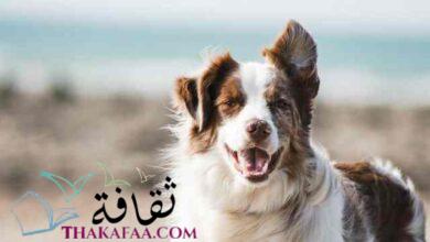 اجمل اسماء كلاب ذكور واناث 2021 اجمل اسماء كلاب ذكور واناث 2021