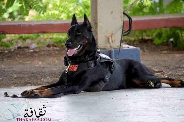 23 حقائق و معلومات عن الكلاب غريبة جدا 23 حقائق و معلومات عن الكلاب غريبة جدا