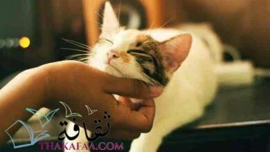 24 معلومات غريبة عن القطط