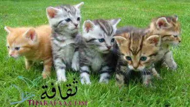 أغرب معلومات عن القطط لن تتوقعها ابدا