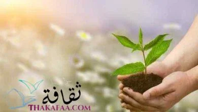 بحث عن البيئة والتلوث ومفهومها ونصائح للحفاظ عليها