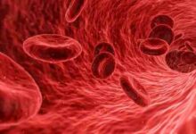 صورة بحث شامل عن نسبة البروتين في الدم و البول أسبابة وأعراضه وطرق الفحص