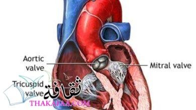 أفضل طرق علاج قصور الصمام التاجي نهائياً أفضل طرق علاج قصور الصمام التاجي نهائياً