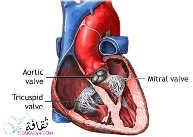أفضل طرق علاج قصور الصمام التاجي نهائياً أفضل طرق علاج قصور الصمام التاجي نهائياً