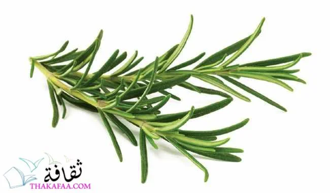 أهم فوائد إكليل الجبل للشعر