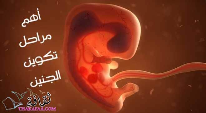 أهم مراحل تكوين الجنين