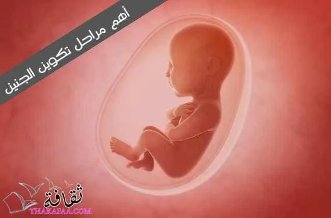 أهم مراحل تكوين الجنين