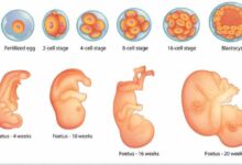 صورة أهم مراحل تكوين الجنين خلال التسعة أشهر بالتفصيل
