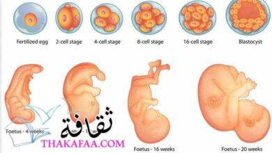 أهم مراحل تكوين الجنين خلال التسعة أشهر بالتفصيل
