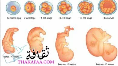 أهم مراحل تكوين الجنين خلال التسعة أشهر بالتفصيل أهم مراحل تكوين الجنين خلال التسعة أشهر بالتفصيل