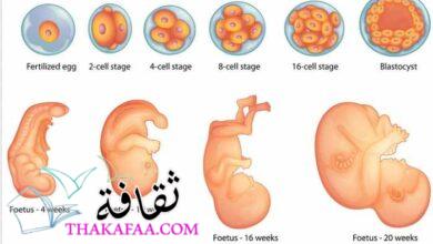 صورة أهم مراحل تكوين الجنين خلال التسعة أشهر بالتفصيل