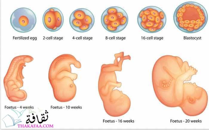 أهم مراحل تكوين الجنين