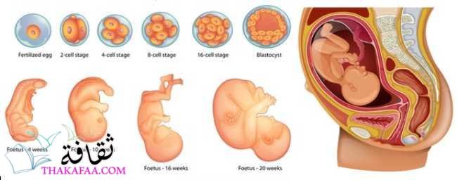 أهم مراحل تكوين الجنين