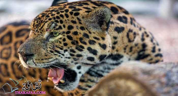 أهم معلومات عن حيوان الجاكوار المفترس jaguar
