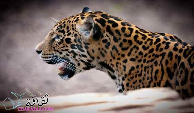 أهم معلومات عن حيوان الجاكوار المفترس jaguar