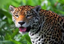 أهم معلومات عن حيوان الجاكوار المفترس jaguar أهم معلومات عن حيوان الجاكوار المفترس jaguar
