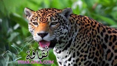 أهم معلومات عن حيوان الجاكوار المفترس jaguar أهم معلومات عن حيوان الجاكوار المفترس jaguar