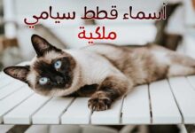 226 أسماء قطط سيامي – فقط للقطط الملكية 2023 226 أسماء قطط سيامي – فقط للقطط الملكية 2023