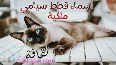 226 أسماء قطط سيامي – فقط للقطط الملكية 2023
