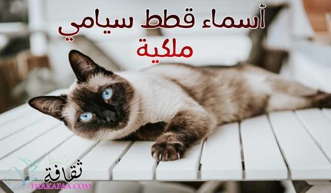 226 أسماء قطط سيامي – فقط للقطط الملكية 2023 226 أسماء قطط سيامي – فقط للقطط الملكية 2023