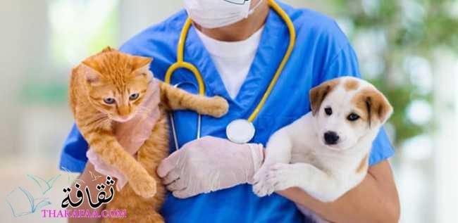 بدائل اللقاحات للقطط والكلاب