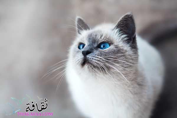 أسماء قطط سيامي ذات العيون الزرقاء