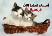 أجمل اسماء قطط اناث فرنسية رائعة 2025 ومعانيها أجمل اسماء قطط اناث فرنسية رائعة 2025 ومعانيها