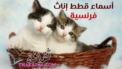 أجمل اسماء قطط اناث فرنسية رائعة 2025 ومعانيها